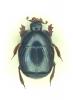 Hypocaccus metallicus
